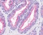 OR51E1 Antibody (C-Terminus)